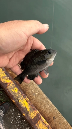 メジナの釣果