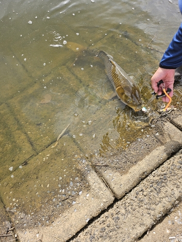 コイの釣果