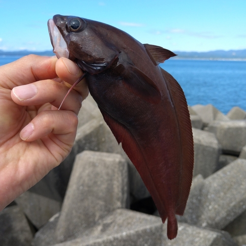 ドンコの釣果