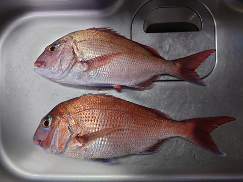 マダイの釣果