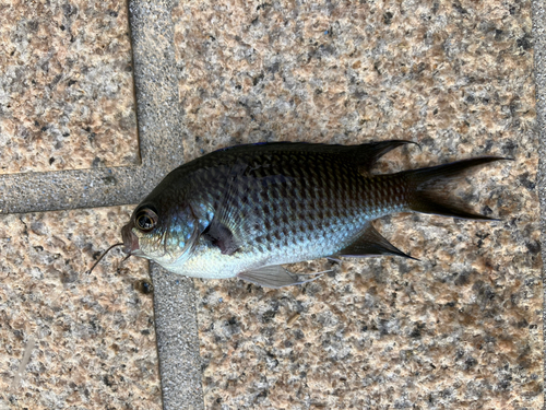 スズメダイの釣果