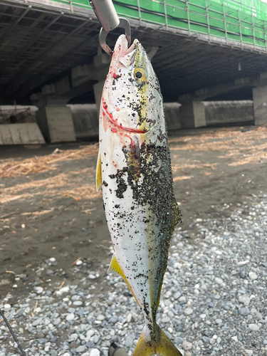 イナダの釣果