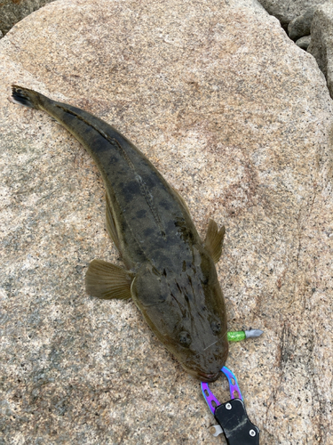 マゴチの釣果