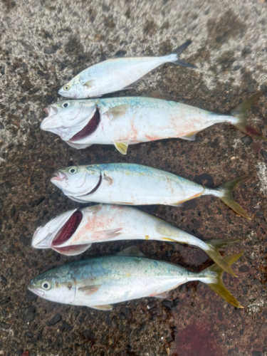 浜名湖