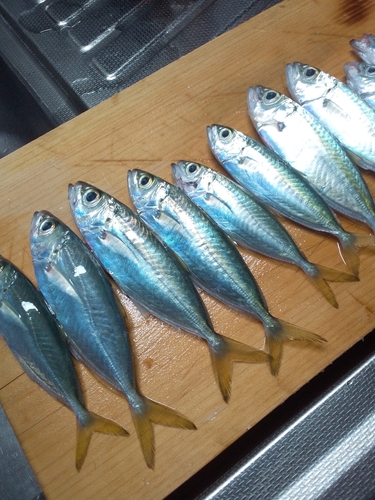 アジの釣果