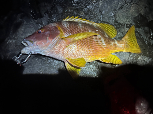 シブダイの釣果