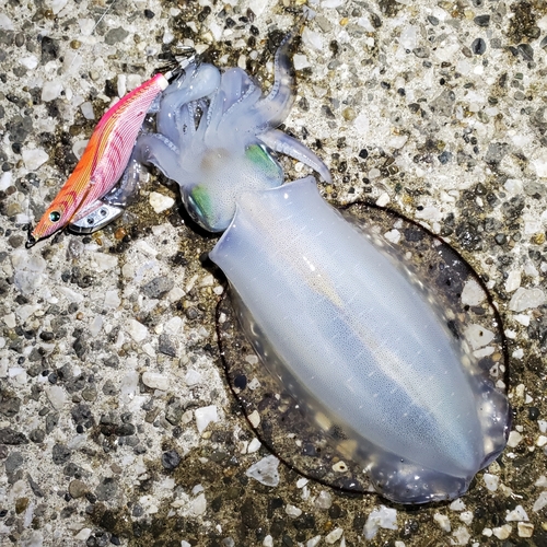 アオリイカの釣果