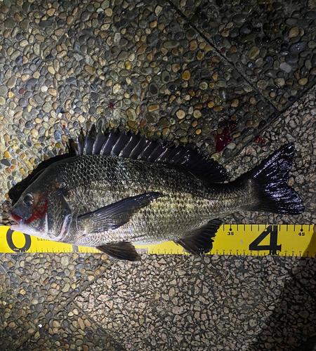 クロダイの釣果