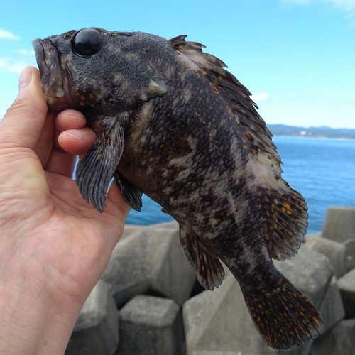 ハチガラの釣果