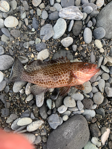 オオモンハタの釣果