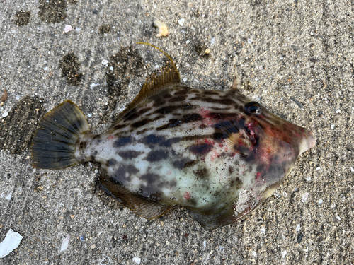 カワハギの釣果