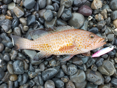 オオモンハタの釣果