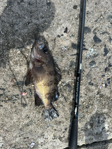 メバルの釣果