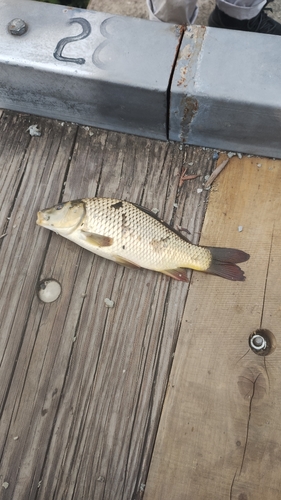 コイの釣果