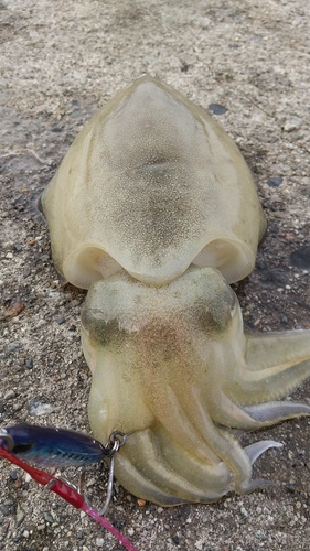 コウイカの釣果