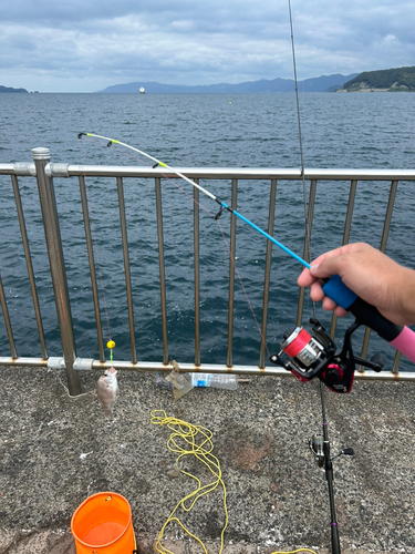 タイの釣果