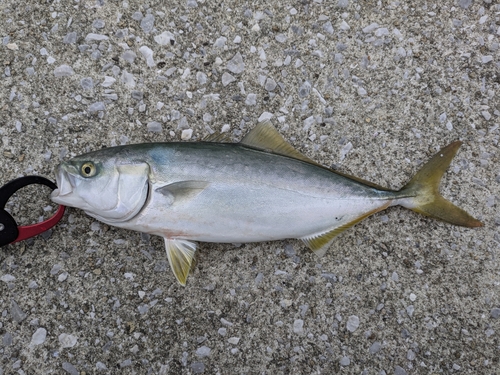 ツバスの釣果