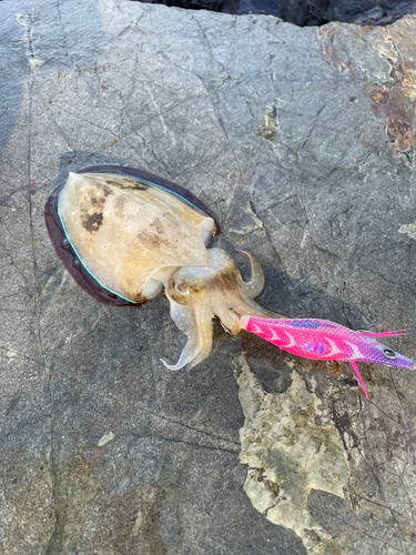 モンゴウイカの釣果