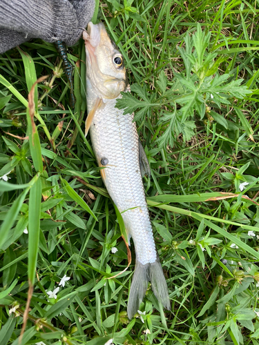 ニゴイの釣果