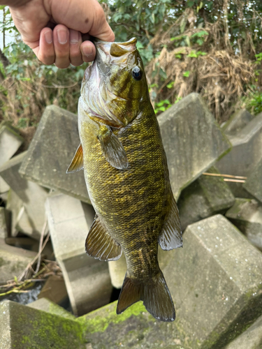 スモールマウスバスの釣果