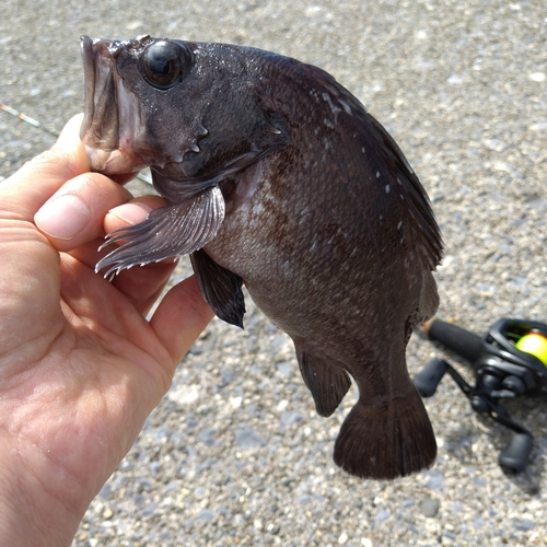 マゾイの釣果