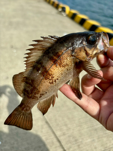 メバルの釣果