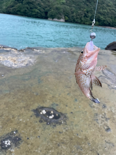 オオモンハタの釣果