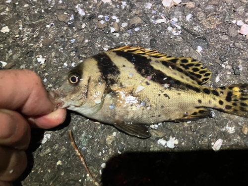 コショウダイの釣果