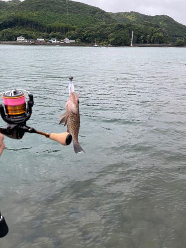 オオモンハタの釣果