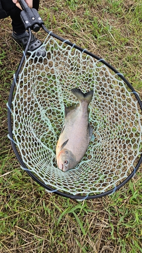 コロソマの釣果