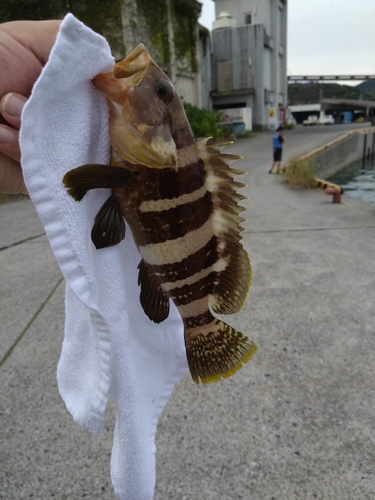 アオハタの釣果