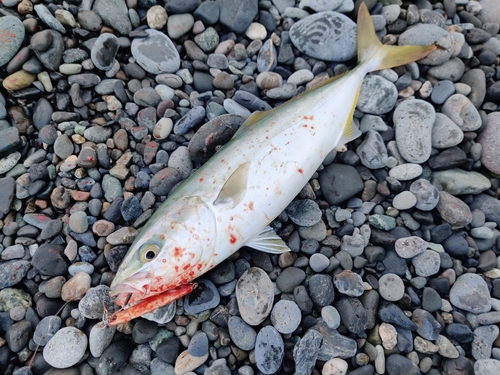 イナダの釣果