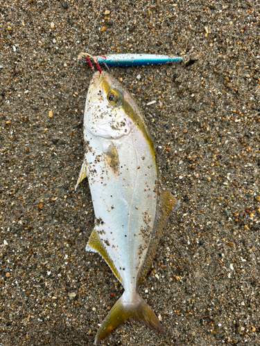 ショゴの釣果