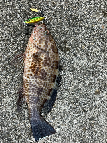 オオモンハタの釣果