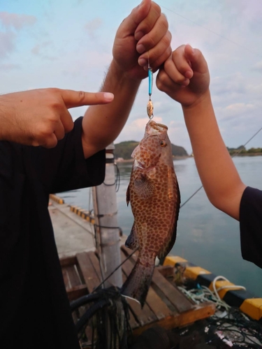 オオモンハタの釣果