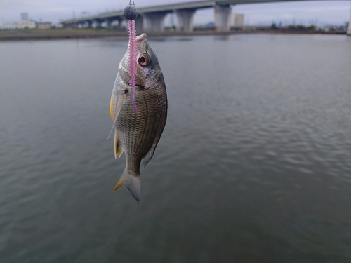 キビレの釣果