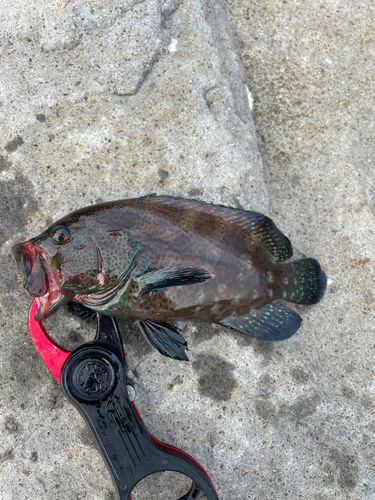 アザハタの釣果