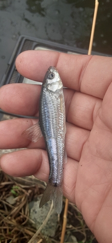 モロコの釣果