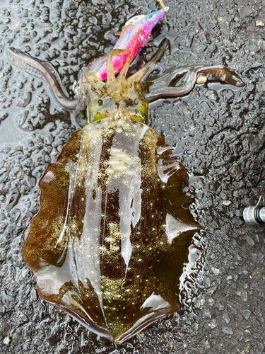 アオリイカの釣果