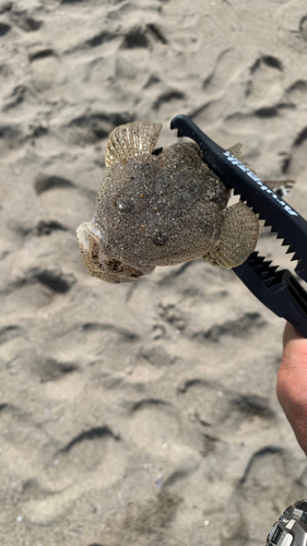 コチの釣果