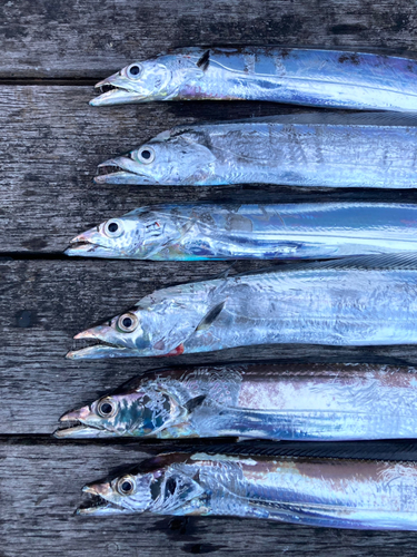 タチウオの釣果