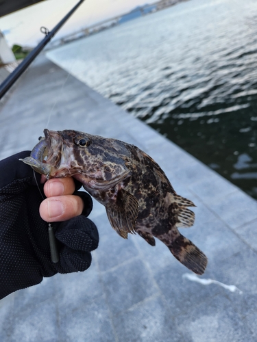 タケノコメバルの釣果