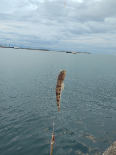 アカエソの釣果