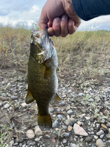 スモールマウスバスの釣果