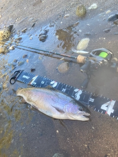 ニジマスの釣果