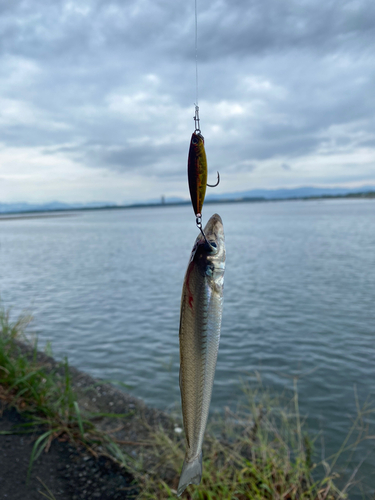 キスの釣果