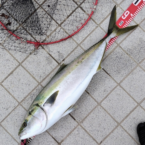 ブリの釣果