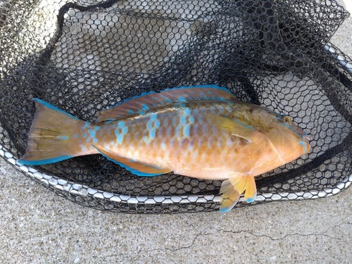 ヒブダイの釣果