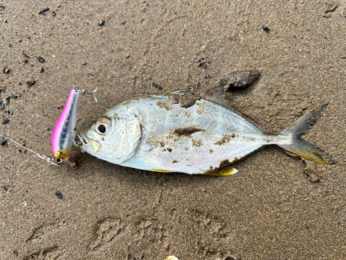 メッキの釣果