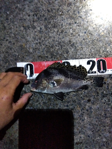 コショウダイの釣果